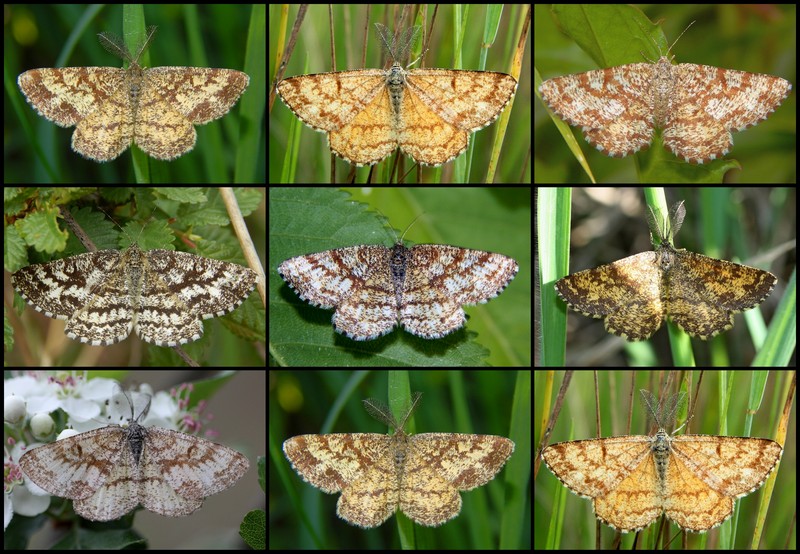 Geometridae: Ematurga atomaria